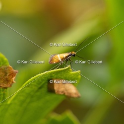 Micropterix aruncella