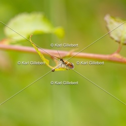 Micropterix aruncella