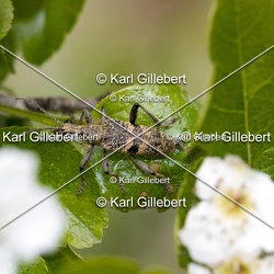 Rhagie mordante - Rhagium mordax