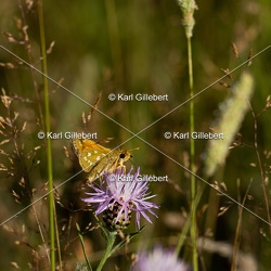 Comma - Hesperia comma