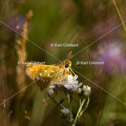 Comma - Hesperia comma