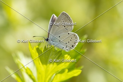 Karl-Gillebert-Azure-de-la-faucille-Cupido-alcetas-2648