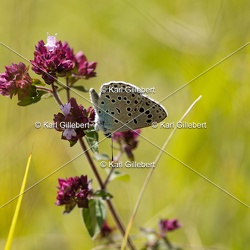 Azuré du serpolet - Phengaris arion