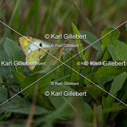 Soufré - Colias hyale