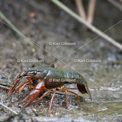 Crustacés
