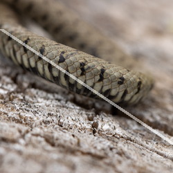 Reptiles