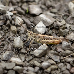 Criquet duettiste - Chorthippus brunneus