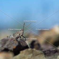 Orthoptères - Criquets - Sauterelles - Grillons