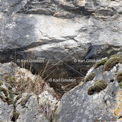 Monticole bleu - Monticola solitarius