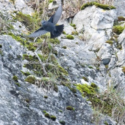 Monticole bleu - Monticola solitarius