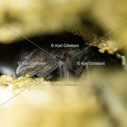 Chiroptères - Chauves-souris