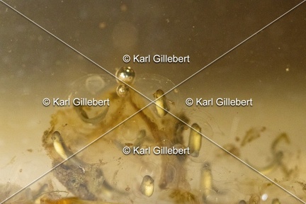 GILLEBERT karl-Rainette-verte-Hyla-arborea-1840