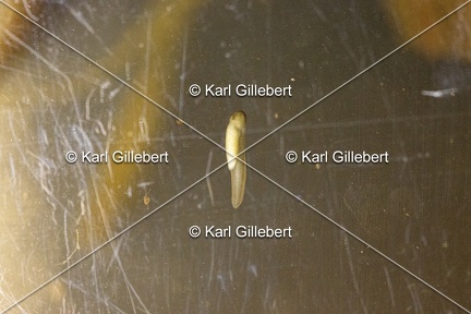 GILLEBERT karl-Rainette-verte-Hyla-arborea-1938