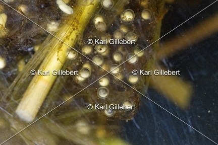 GILLEBERT karl-Rainette-verte-Hyla-arborea-1943