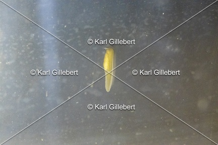 GILLEBERT karl-Rainette-verte-Hyla-arborea-1961