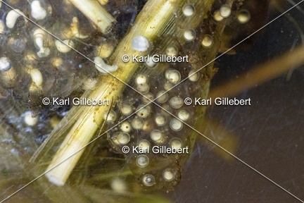 GILLEBERT karl-Rainette-verte-Hyla-arborea-1967