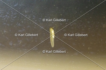 GILLEBERT karl-Rainette-verte-Hyla-arborea-1982