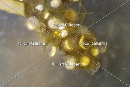 GILLEBERT karl-Rainette-verte-Hyla-arborea-1983