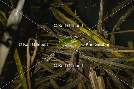 GILLEBERT karl-Rainette-verte-Hyla-arborea-2511