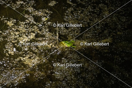 GILLEBERT karl-Rainette-verte-Hyla-arborea-2522