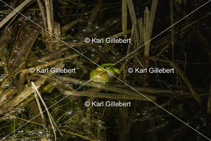 GILLEBERT karl-Rainette-verte-Hyla-arborea-2547
