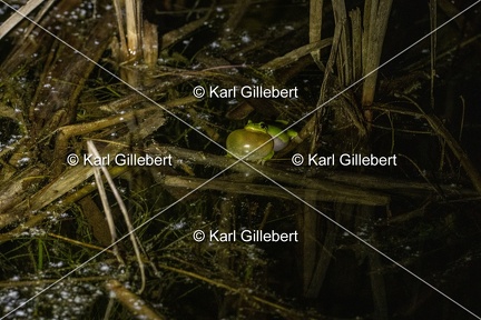 GILLEBERT karl-Rainette-verte-Hyla-arborea-2552