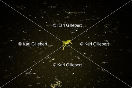 GILLEBERT karl-Rainette-verte-Hyla-arborea-2581