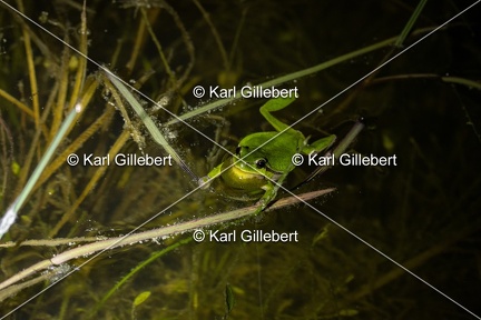 GILLEBERT karl-Rainette-verte-Hyla-arborea-2602