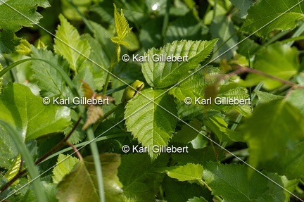 Karl-Gillebert-Rainette-verte-Hyla-arborea-6860