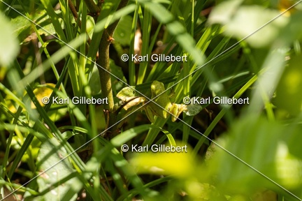 Karl-Gillebert-Rainette-verte-Hyla-arborea-6862