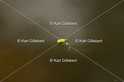 Karl-Gillebert-Rainette-verte-Hyla-arborea-6916