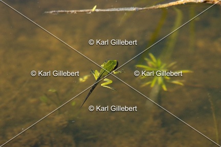 Karl-Gillebert-Rainette-verte-Hyla-arborea-6934