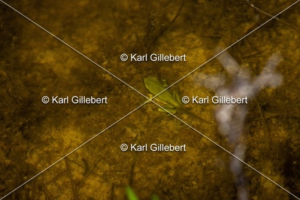 Karl-Gillebert-Rainette-verte-Hyla-arborea-6935