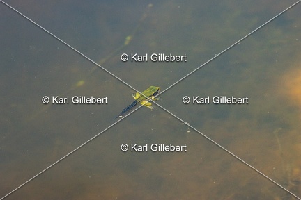 Karl-Gillebert-Rainette-verte-Hyla-arborea-6937