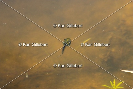 Karl-Gillebert-Rainette-verte-Hyla-arborea-6940