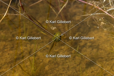 Karl-Gillebert-Rainette-verte-Hyla-arborea-6951