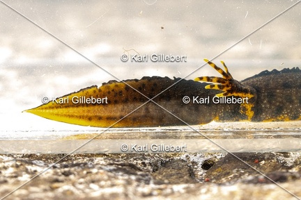 Karl-Gillebert-triton-crete-Triturus-cristatus-1550