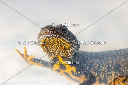 Karl-Gillebert-triton-crete-Triturus-cristatus-1613