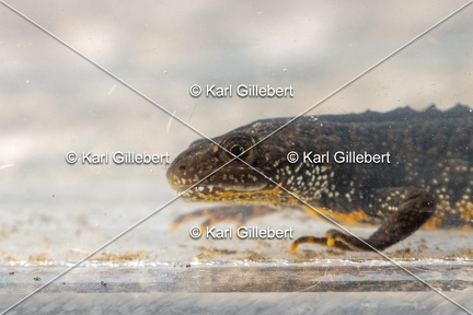 Karl-Gillebert-triton-crete-Triturus-cristatus-1616