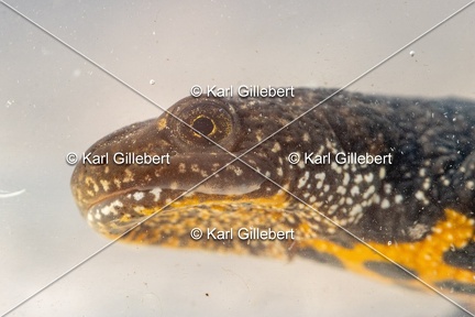 Karl-Gillebert-triton-crete-Triturus-cristatus-1619