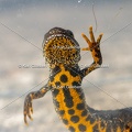 Karl-Gillebert-triton-crete-Triturus-cristatus-1635