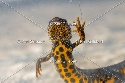 Karl-Gillebert-triton-crete-Triturus-cristatus-1635