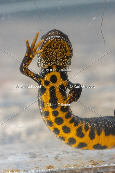Karl-Gillebert-triton-crete-Triturus-cristatus-1644.jpg