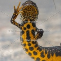 Karl-Gillebert-triton-crete-Triturus-cristatus-1644