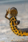 Karl-Gillebert-triton-crete-Triturus-cristatus-1644