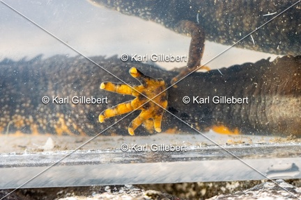 Karl-Gillebert-triton-crete-Triturus-cristatus-1676