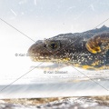 Karl-Gillebert-triton-crete-Triturus-cristatus-1686
