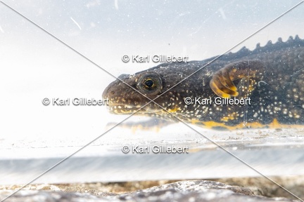 Karl-Gillebert-triton-crete-Triturus-cristatus-1686