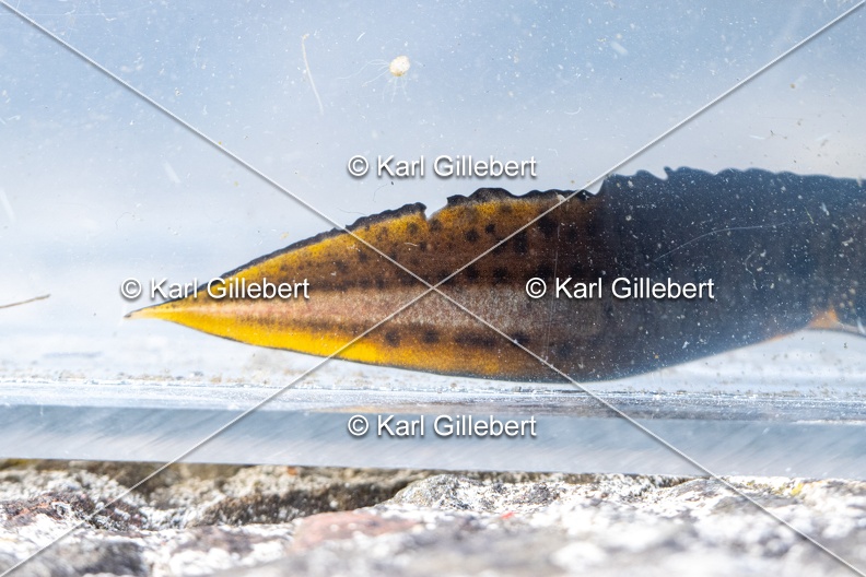 Karl-Gillebert-triton-crete-Triturus-cristatus-1737.jpg