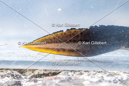 Karl-Gillebert-triton-crete-Triturus-cristatus-1737